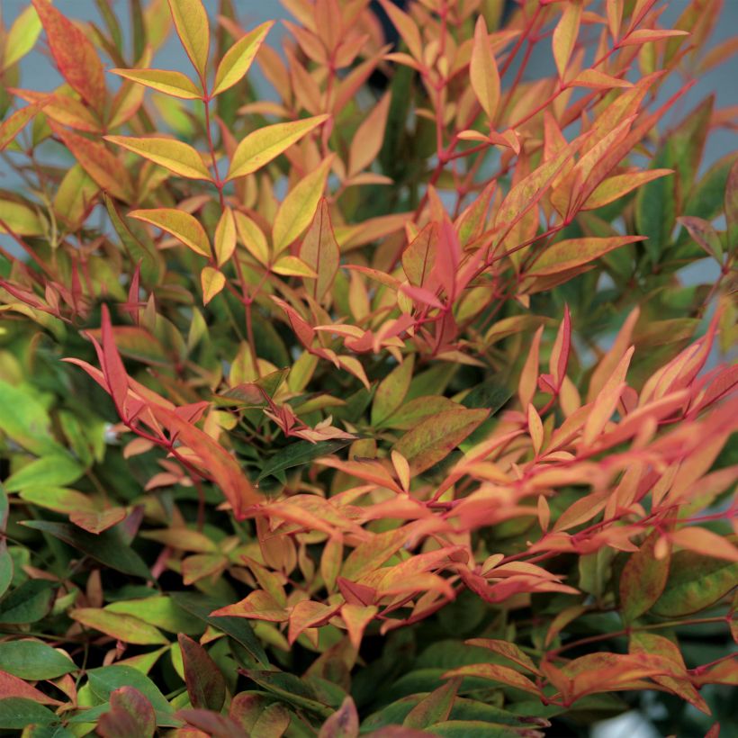 Nandina domestica Gulf Stream - Sacred Bamboo (Foliage)