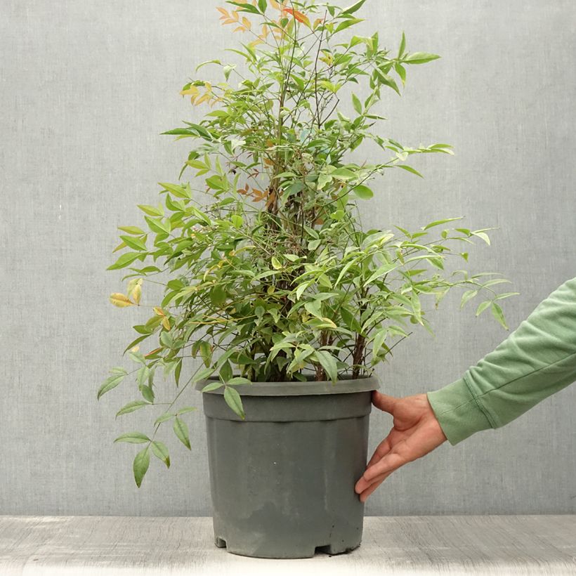 Nandina domestica Lemon Lime - Sacred Bamboo 7.5L/10L pot sample as delivered in summer