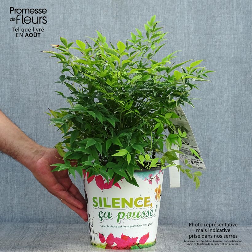 Nandina domestica Lemon Lime - Sacred Bamboo 4L/5L pot sample as delivered in summer