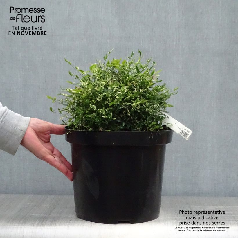 Nandina domestica Twilight - Sacred Bamboo 7.5L/10L pot sample as delivered in autumn