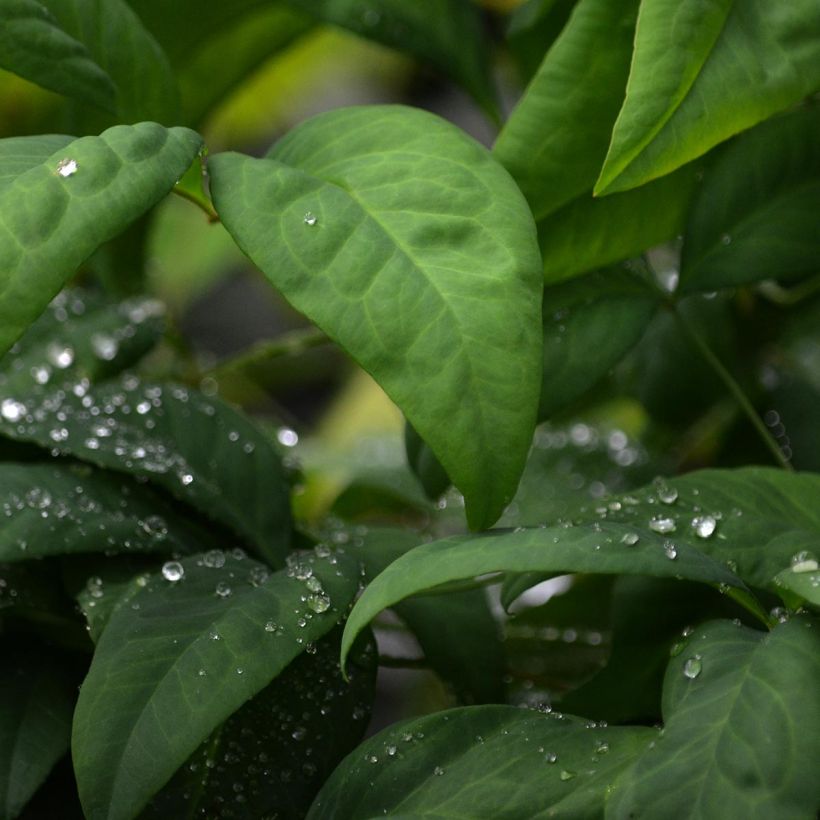 Nandina domestica Fire Power - Sacred Bamboo (Foliage)