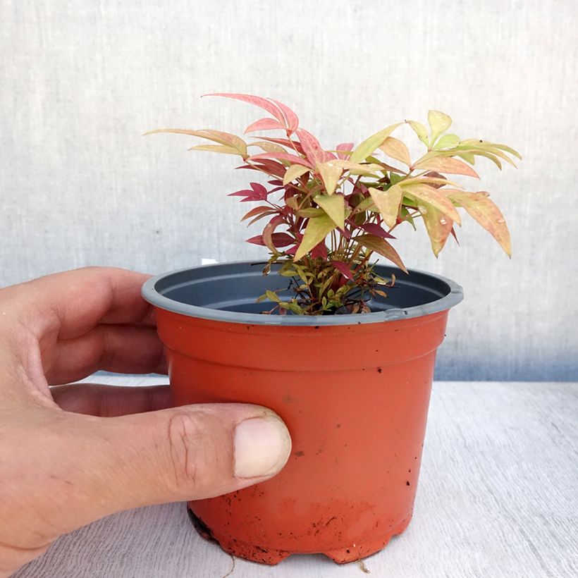 Nandina Obsessed Seika - Sacred Bamboo 8/9 cm pot sample as delivered in summer