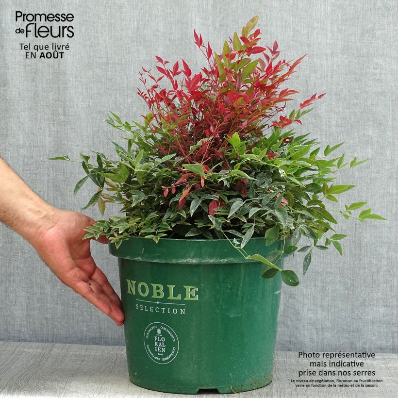 Nandina Obsessed Seika - Sacred Bamboo 7.5L/10L pot sample as delivered in summer