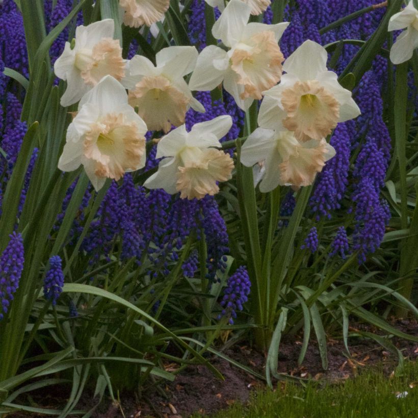 Narcissus British Gamble (Plant habit)