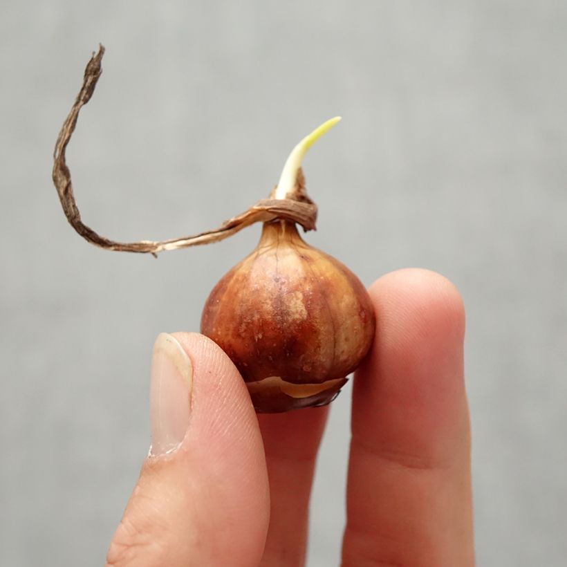 Narcissus x bulbocodium cantabricus Bulb size 8+ sample as delivered in autumn