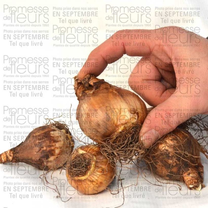 Example of Narcissus Changing Colours Bulb size 12+ specimen as delivered