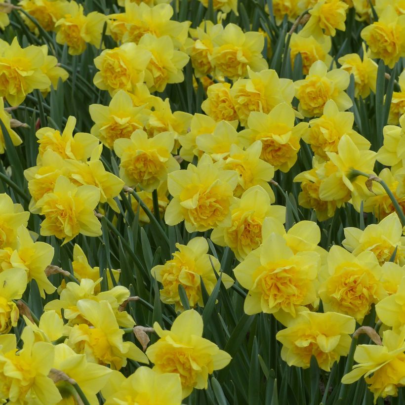 Narcissus Dick Wilden - Daffodil (Flowering)