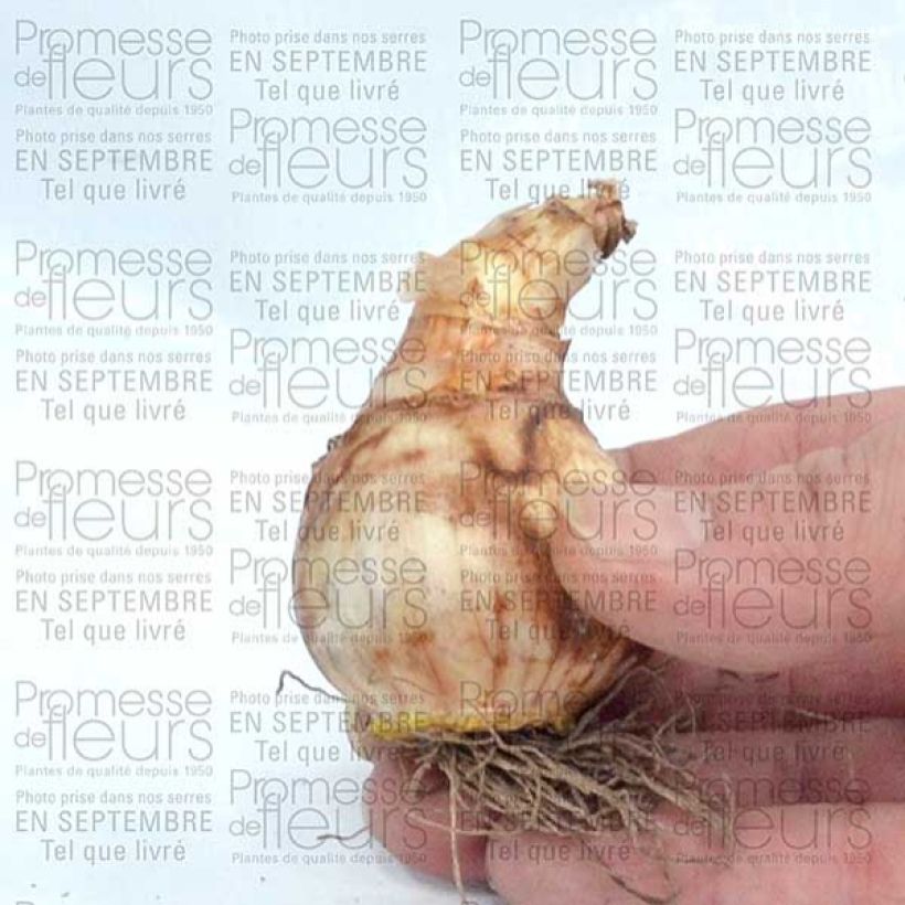 Example of Narcissus Popeye - Daffodil Bulb size 14/16 specimen as delivered