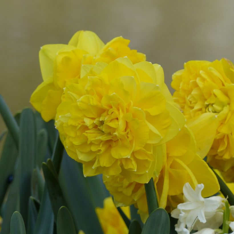 Narcissus Eastertide (Flowering)