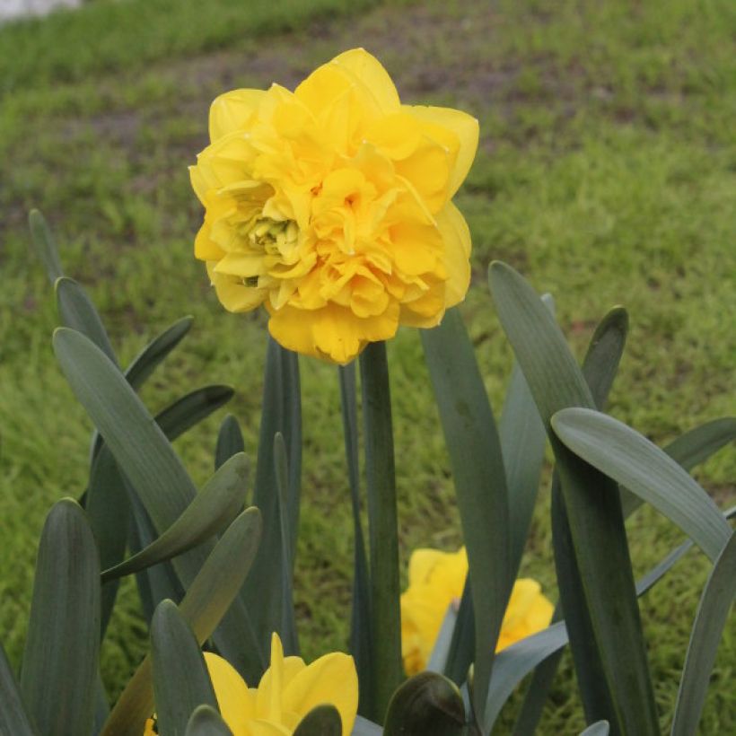 Narcissus Eastertide (Plant habit)