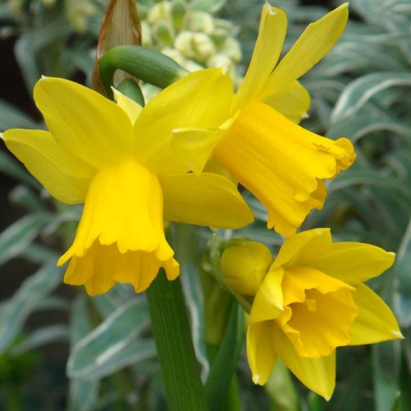 Narcissus cyclamineus February Gold (Flowering)