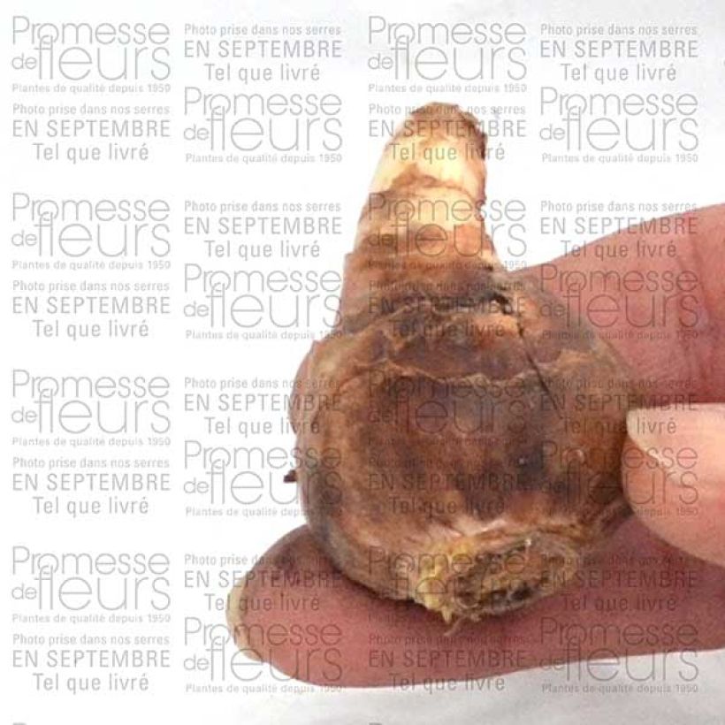 Example of Narcissus cyclamineus February Gold Bulb size 14+ specimen as delivered