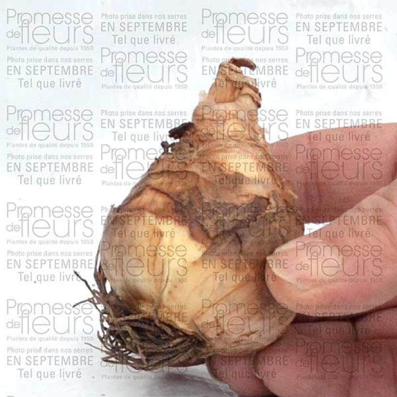 Example of Narcissus Flower Record Bulb size 12+ specimen as delivered