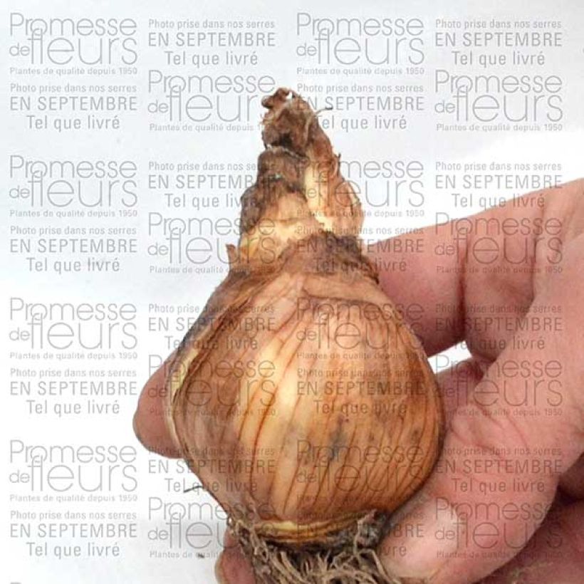 Example of Narcissus Galactic Star - Daffodil Bulb size 12+ specimen as delivered