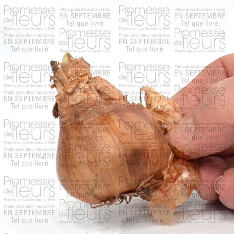 Example of Narcissus tazetta Geranium Bulb size 12+ specimen as delivered
