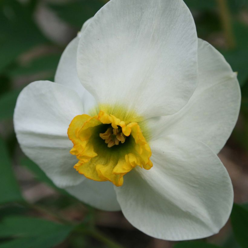 Narcissus Jamestown (Flowering)