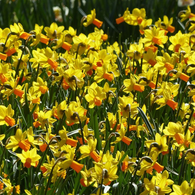 Narcissus Jet Fire (Flowering)