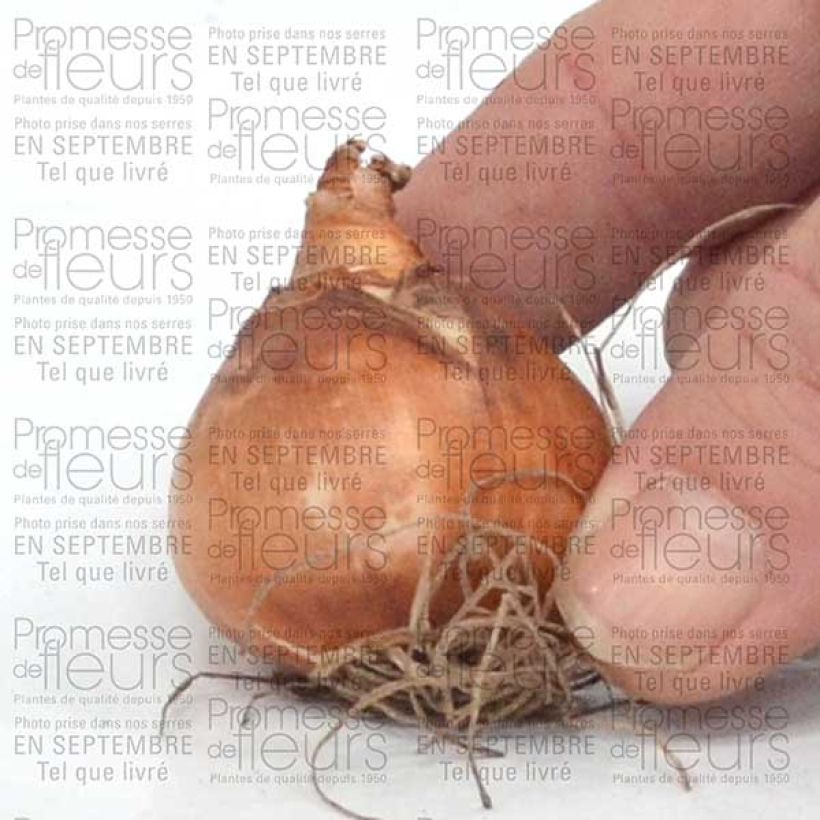 Example of Narcissus Minnow Bulb size 12+ specimen as delivered