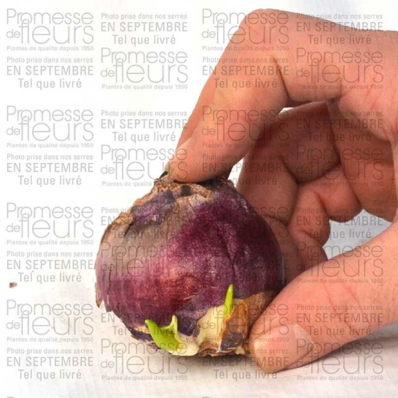Example of Narcissus Peach Swirl - Daffodil Bulb size 12+ specimen as delivered