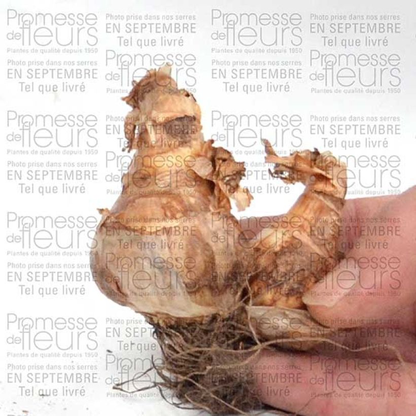 Example of Narcissus Pipers End - Daffodil Bulb size 14+ specimen as delivered