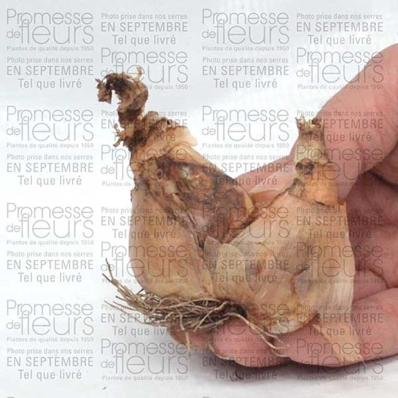 Example of Narcissus Sinopel - Daffodil Bulb size 12+ specimen as delivered