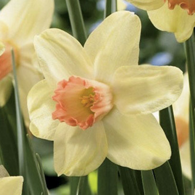 Narcissus cyclamineus Prototype (Flowering)