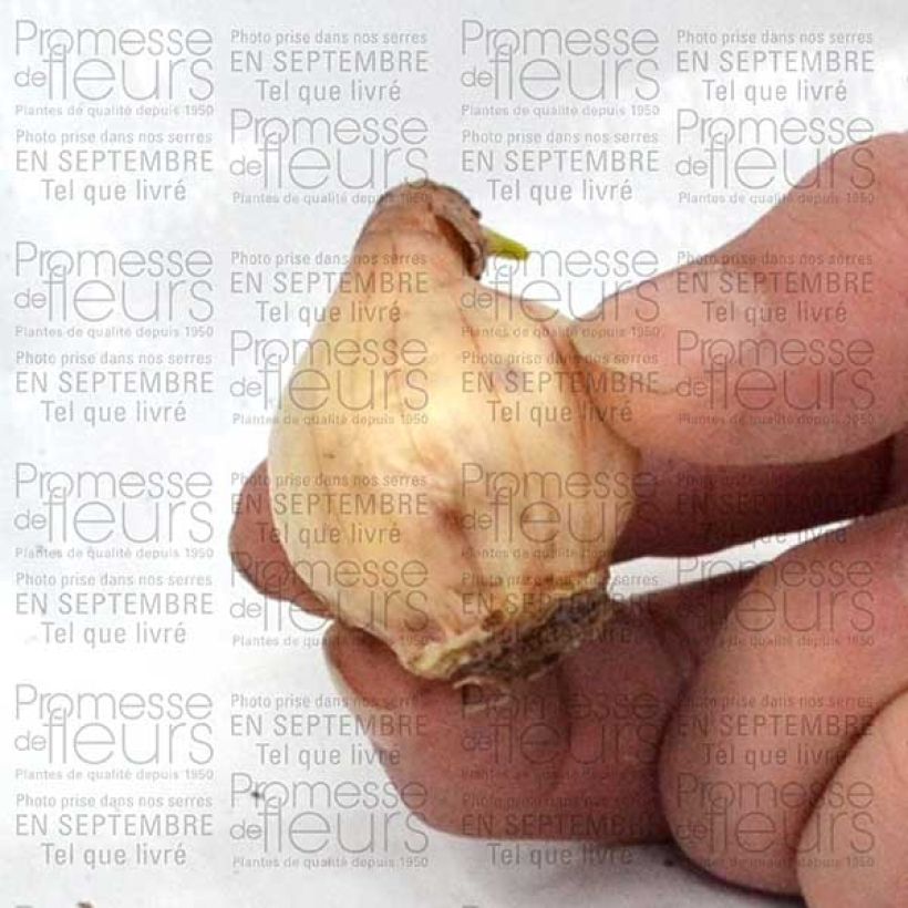 Example of Narcissus jonquilla Pueblo - Daffodil Bulb size 10+ specimen as delivered