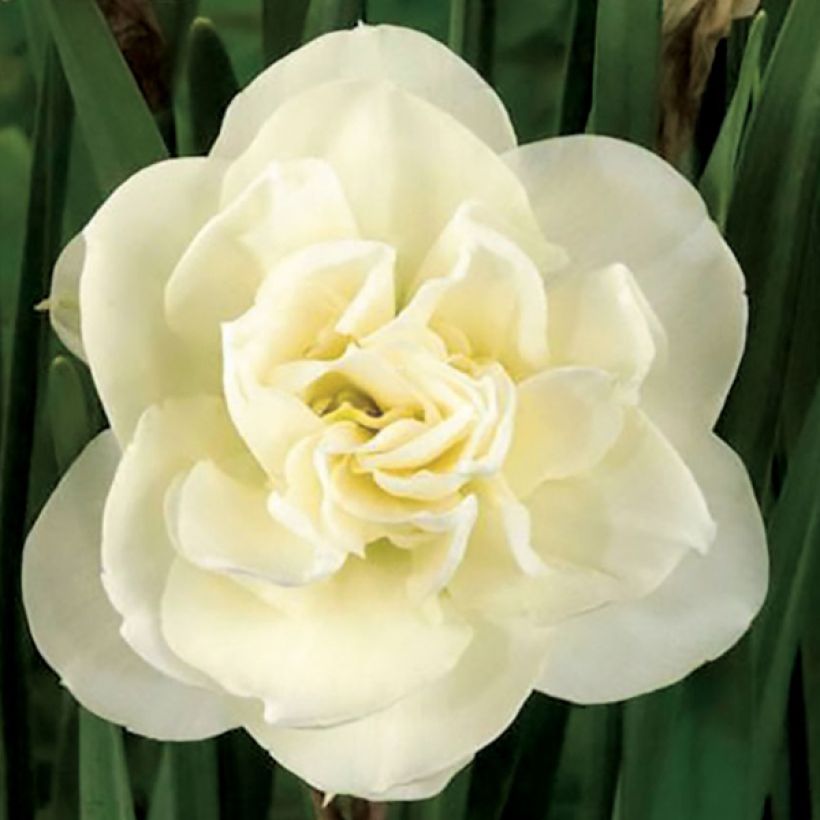 Narcissus Rose of May (Flowering)