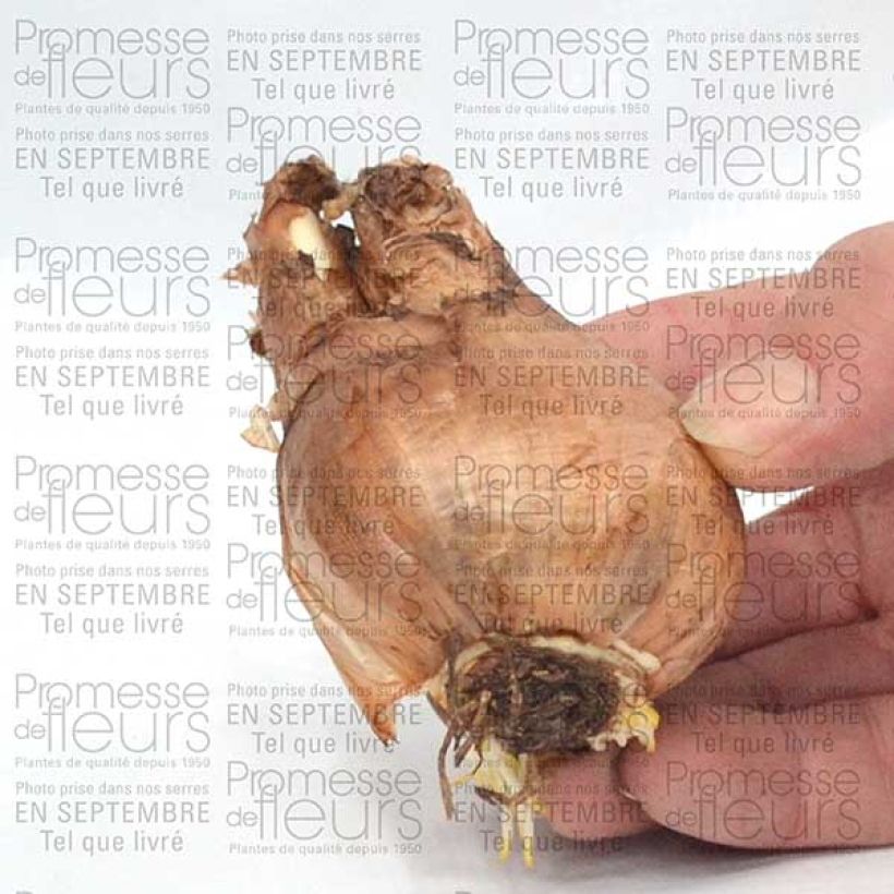 Example of Narcissus Sagitta - Daffodil Bulb size 14+ specimen as delivered