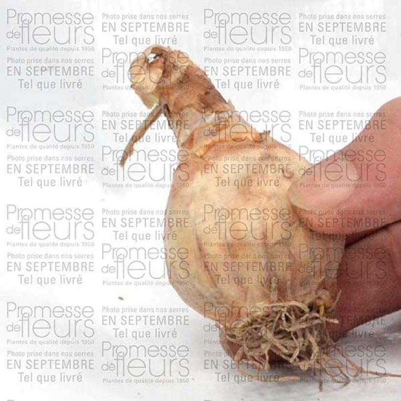 Example of Narcissus Salome Bulb size 14/16 specimen as delivered