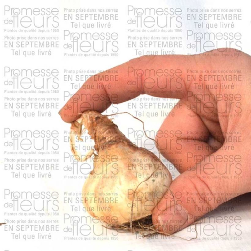 Example of Narcissus  Sentinel Bulb size 12+ specimen as delivered