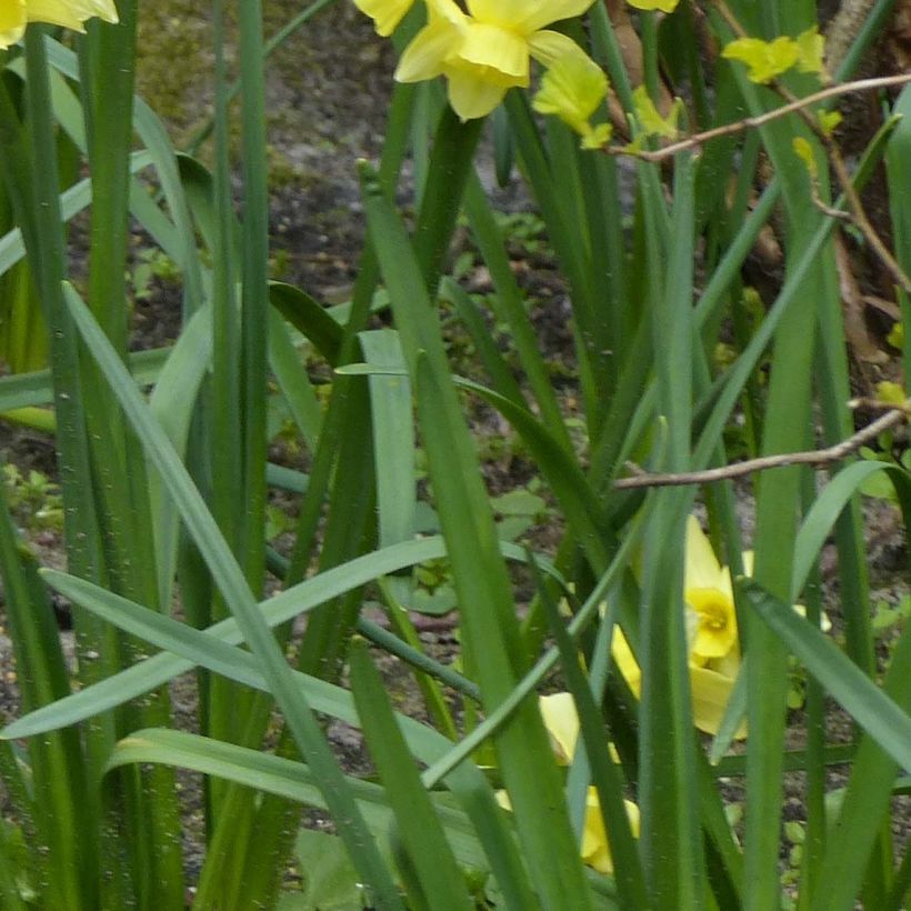 Narcissus Stint (Foliage)