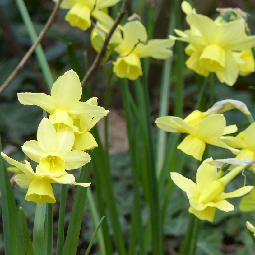 Narcissus Stint (Flowering)