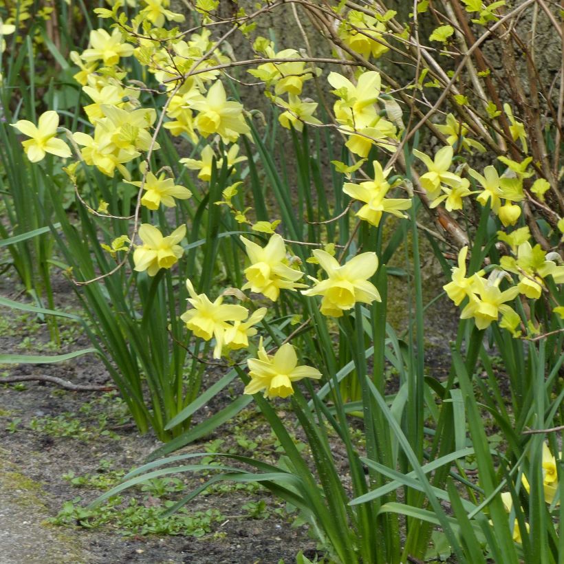 Narcissus Stint (Plant habit)