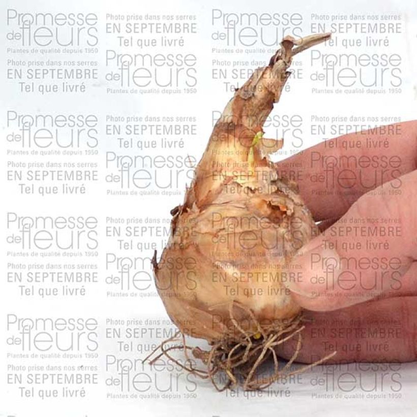Example of Narcissus Tahiti Bulb size 12+ specimen as delivered