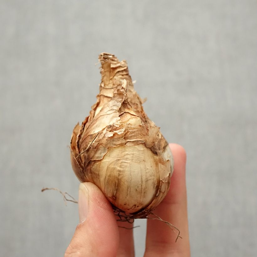 Narcissus Erlicheer Bulb size 14+ sample as delivered in autumn