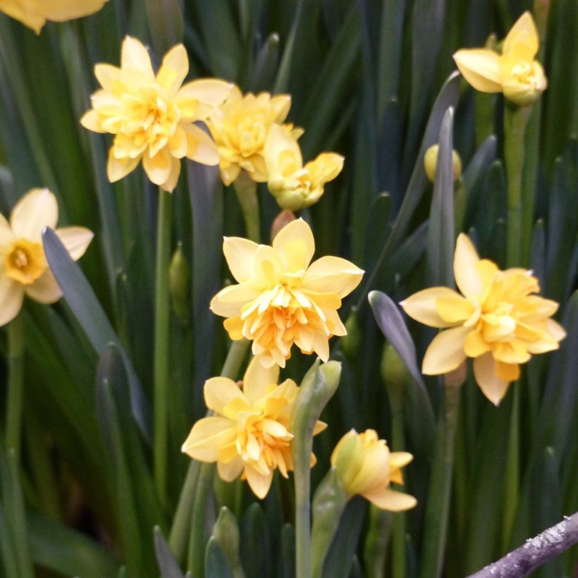 Narcissus cyclamineus Tête Bouclée (Flowering)