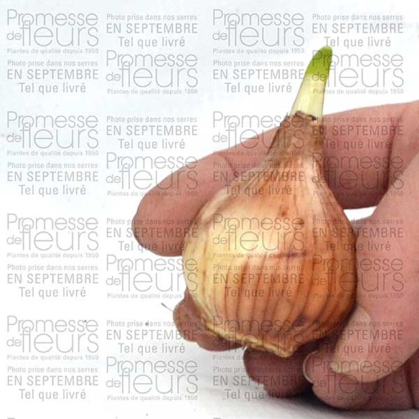 Example of Narcissus triandrus Thalia - Daffodil Bulb size 12+ specimen as delivered