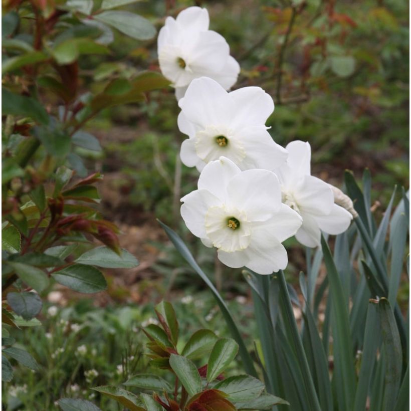 Narcissus Pipers End - Daffodil (Flowering)