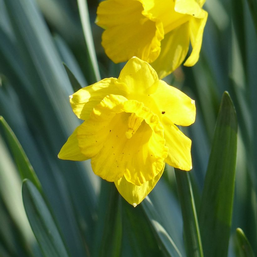 Narcissus pseudonarcissus obvallaris (Flowering)