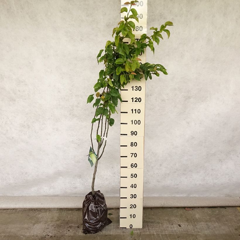 Nashi Hosui Abundance - Apple-Pear Ready-to-plant root ball, Goblet sample as delivered in summer