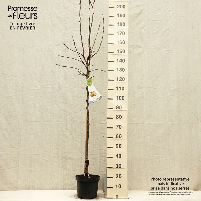 Pyrus pyrifolia - Asian Pear 7.5L/10L pot, Half standard sample as delivered in winter