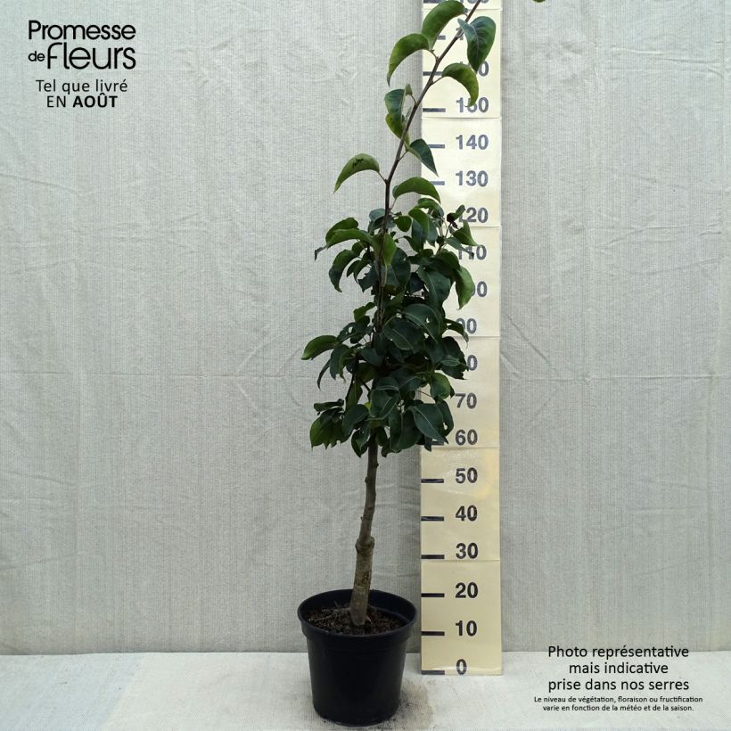 Nashi Nijisseiki - Apple-Pear 7.5L/10L pot sample as delivered in summer