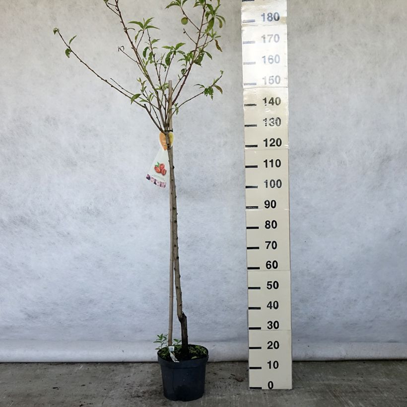 Prunus Flateryna - Flat-fruited nectarine tree 7.5L/10L pot, Half standard sample as delivered in summer