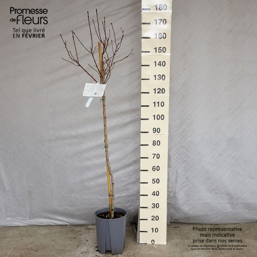 Prunus Fantasia - Nectarine Tree 7.5L/10L pot, Half standard sample as delivered in winter
