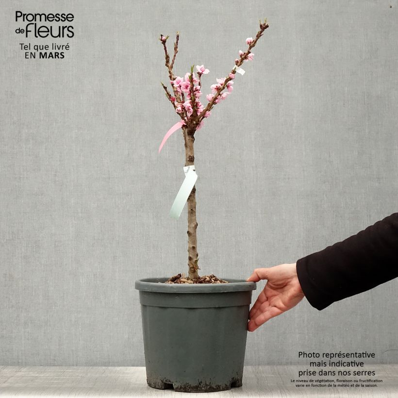 Prunus persica Snow Baby - Dwarf Nectarine Tree sample as delivered in spring