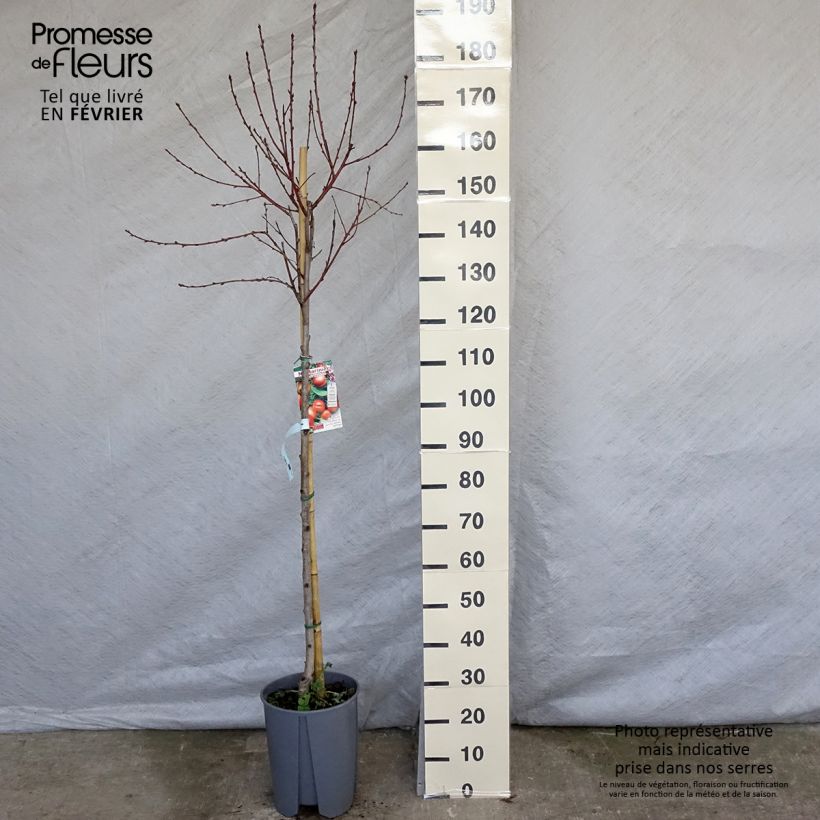 Prunus Plat - Nectarine tree sample as delivered in winter