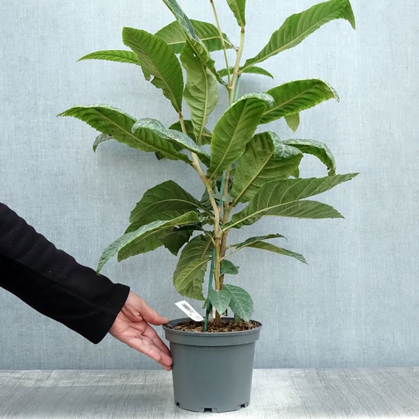 Eriobotrya japonica 3L/4L pot sample as delivered in autumn