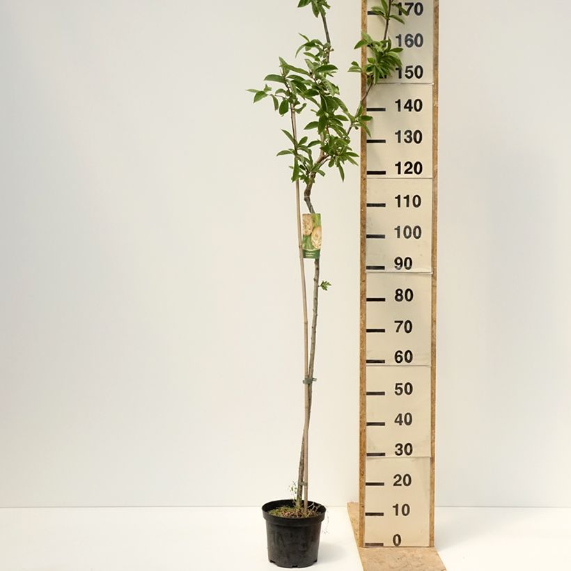 Medlar Bredase Reus - Mespilus germanica 4L/5L pot sample as delivered in spring