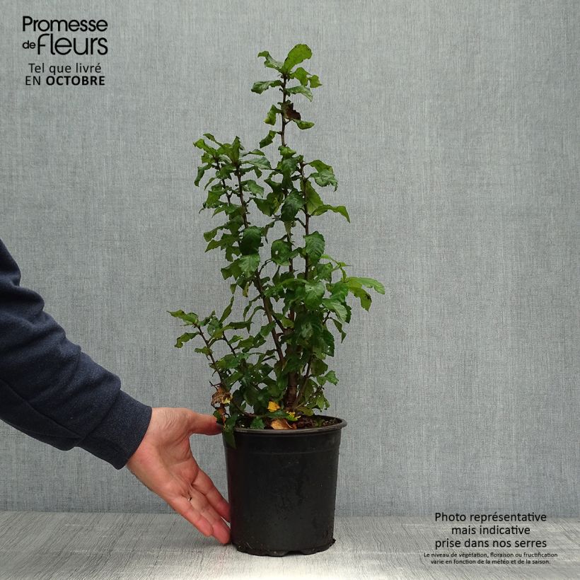 Mespilus germanica - Common Medlar 2L/3L pot sample as delivered in autumn